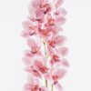 Artificial Flower Cymbidium 13 single stem GS-71625011-P2_4 Artificial Flower 16*102cm Cymbidium *13 single stem GS-71625011-P2 2026Jan YeahFlower is one of Chinese leading OEM manufacturers and exporters , supplying the silk flowers, wholesale artificial trees