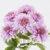 Artificial Flower Dahlia pinnata 7 bush GS-41625001-Z1_5 Artificial Flower 21*21*41cm Dahlia pinnata *7 bush GS-41625001-Z1 2025Nov YeahFlower is one of Chinese leading OEM manufacturers and exporters , supplying the silk flowers, wholesale artificial trees