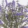 Artificial Flower Lavender 5 bundle GS-56025009-Z2_4 Artificial Flower 17*10*44cm Lavender *5 bundle GS-56025009-Z2 2025Nov YeahFlower is one of Chinese leading OEM manufacturers and exporters , supplying the silk flowers, wholesale artificial trees