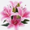 Artificial Flower 27*27*37cm Lily *3 bundle GS-64925029 2026Jan YeahFlower is one of Chinese leading OEM manufacturers and exporters , supplying the silk flowers, wholesale artificial trees