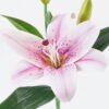 Artificial Flower Lily single stem GS-64925027-Z1_7 Artificial Flower 15*15*37cm Lily single stem GS-64925027-Z1 2026Jan YeahFlower is one of Chinese leading OEM manufacturers and exporters , supplying the silk flowers, wholesale artificial trees