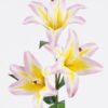 Artificial Flower Lily single stem GS-64925028-Y1_7 Artificial Flower 14*14*67cm Lily single stem GS-64925028-Y1 2026Jan YeahFlower is one of Chinese leading OEM manufacturers and exporters , supplying the silk flowers, wholesale artificial trees