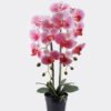 Artificial Flower Phalaenopsis 2 in PP pot GS-76325006_1 Artificial Flower 30*30*70cm Phalaenopsis *2 in PP pot GS-76325006 2026Feb YeahFlower is one of Chinese leading OEM manufacturers and exporters , supplying the silk flowers, wholesale artificial trees