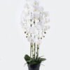 Artificial Flower Phalaenopsis 4 in PP pot GS-76325004_1 Artificial Flower 25*25*100cm Phalaenopsis *4 in PP pot GS-76325004 2026Feb YeahFlower is one of Chinese leading OEM manufacturers and exporters , supplying the silk flowers, wholesale artificial trees