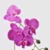 Artificial Flower Phalaenopsis 6 in PP pot GS-76325010_5 Artificial Flower 21*21*49cm Phalaenopsis *6 in PP pot GS-76325010 2026Feb YeahFlower is one of Chinese leading OEM manufacturers and exporters , supplying the silk flowers, wholesale artificial trees