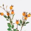Artificial Flower 16*16*60cm Rose Fruit *9 Single Stem GS-63625030-O2 2025Dec YeahFlower is one of Chinese leading OEM manufacturers and exporters , supplying the silk flowers, wholesale artificial trees