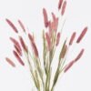 Artificial Flower 16*16*75cm Setaria Viridis single stem/ nature plants GS-50225007-R1 2025Nov YeahFlower is one of Chinese leading OEM manufacturers and exporters , supplying the silk flowers, wholesale artificial trees