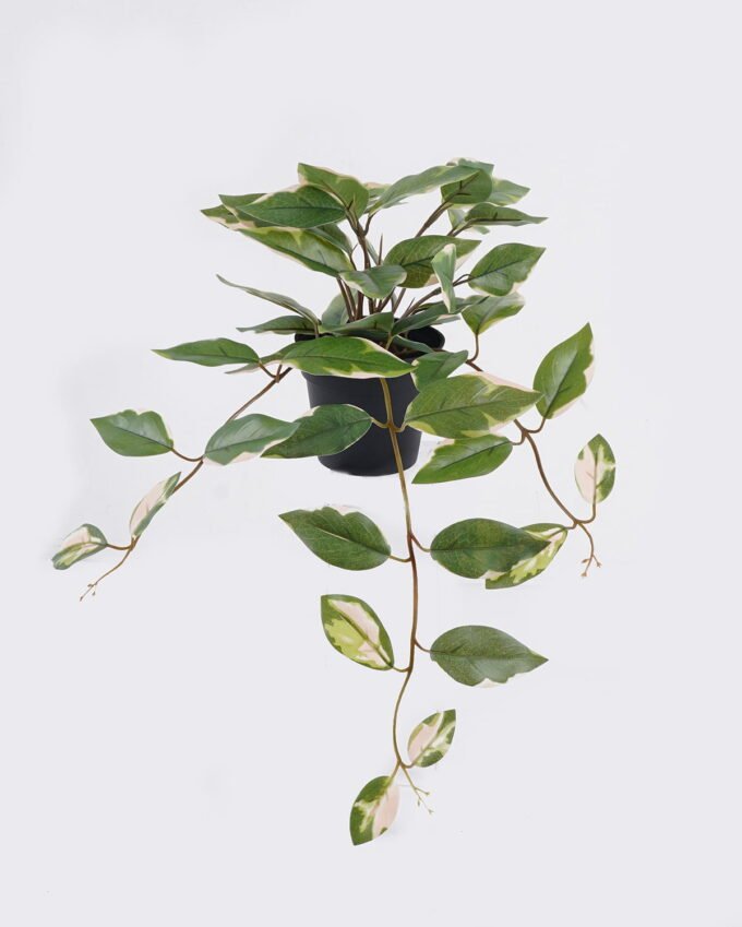 Artificial Table Plants 30*25*40cm Ficus in PP pot GS-03325125 2025SEP YeahFlower is one of Chinese leading OEM manufacturers and exporters , supplying the silk flowers, wholesale artificial trees