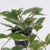 Artificial Table Plants 30*25*40cm Ficus in PP pot GS-03325125 2025SEP YeahFlower is one of Chinese leading OEM manufacturers and exporters , supplying the silk flowers, wholesale artificial trees