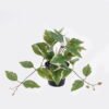 Artificial Table Plants 30*25*23cm Ficus in PP pot GS-03325126 2025SEP YeahFlower is one of Chinese leading OEM manufacturers and exporters , supplying the silk flowers, wholesale artificial trees