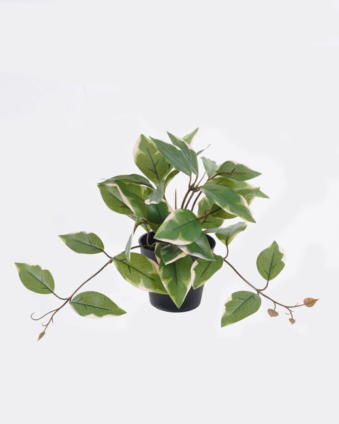 Artificial Table Plants 30*25*23cm Ficus in PP pot GS-03325126 2025SEP YeahFlower is one of Chinese leading OEM manufacturers and exporters , supplying the silk flowers, wholesale artificial trees
