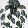 Artificial Table Plants 30*23*80cm Syngonium  Leaf in PP pot GS-03325122 2025SEP YeahFlower is one of Chinese leading OEM manufacturers and exporters , supplying the silk flowers, wholesale artificial trees