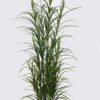 Artificial Tree 40*40*120cm Grass in PP pot GS-02225025 2025SEP YeahFlower is one of Chinese leading OEM manufacturers and exporters , supplying the silk flowers, wholesale artificial trees