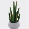 Artificial succulent 12*12*32cm Desert Plant in Cement pot GS-02225010 2025SEP YeahFlower is one of Chinese leading OEM manufacturers and exporters , supplying the silk flowers, wholesale artificial trees