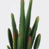 Artificial succulent 12*12*32cm Desert Plant in Cement pot GS-02225010 2025SEP YeahFlower is one of Chinese leading OEM manufacturers and exporters , supplying the silk flowers, wholesale artificial trees