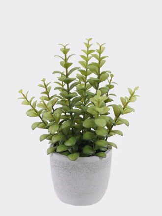 Artificial succulent 21*21*35cm Desert Plant in Cement pot GS-02225014 2025SEP 3,000+ sqm showroom with thousands of artificial flowers, plants & trees ready for global sourcing.
