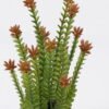 Artificial succulent Desert Plant in Cement pot GS-02225019_5 Artificial succulent 17*17*36cm Desert Plant in Cement pot GS-02225019 2025SEP YeahFlower is one of Chinese leading OEM manufacturers and exporters , supplying the silk flowers, wholesale artificial trees