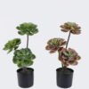 Artificial succulent 22*22*45cm Desert Plant in PP pot GS-02225001 2025SEP YeahFlower is one of Chinese leading OEM manufacturers and exporters , supplying the silk flowers, wholesale artificial trees