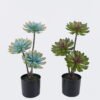 Artificial succulent 24*24*45cm Desert Plant in PP pot GS-02225002 2025SEP YeahFlower is one of Chinese leading OEM manufacturers and exporters , supplying the silk flowers, wholesale artificial trees