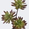 Artificial succulent Desert Plant in PP pot GS-02225003_2 Artificial succulent 28*28*50cm Desert Plant in PP pot GS-02225003 2025SEP YeahFlower is one of Chinese leading OEM manufacturers and exporters , supplying the silk flowers, wholesale artificial trees