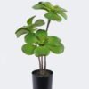Artificial succulent 22*22*50cm Desert Plant in PP pot GS-02225008 2025SEP YeahFlower is one of Chinese leading OEM manufacturers and exporters , supplying the silk flowers, wholesale artificial trees