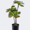 Artificial succulent 22*22*50cm Desert Plant in PP pot GS-02225008 2025SEP YeahFlower is one of Chinese leading OEM manufacturers and exporters , supplying the silk flowers, wholesale artificial trees