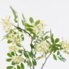 Artificial Flower Aglaia odorata Lour single stem moist real touch GS-82425002_3 Artificial Flower 32*10*87cm Aglaia odorata Lour single stem/moist real touch GS-82425002 2026May 3,000+ sqm showroom with thousands of artificial flowers, plants & trees ready for global sourcing.