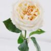 Artificial Flower 10*7*48cm Austin rose single stem/moist real touch GS-46125006-C1 2026Apr YeahFlower is one of Chinese leading OEM manufacturers and exporters , supplying the silk flowers, wholesale artificial trees