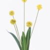 Artificial Flower 14*8*69cm Butternut nut *5 single stem GS-77525023-Y1 2026May 3,000+ sqm showroom with thousands of artificial flowers, plants & trees ready for global sourcing.