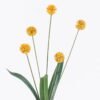 Artificial Flower 14*8*69cm Butternut nut *5 single stem GS-77525023 2026May 3,000+ sqm showroom with thousands of artificial flowers, plants & trees ready for global sourcing.
