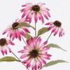 Artificial Flower 20*16*68cm Echinacea purpurea single stem GS-73325007AUT-R1 2026May 3,000+ sqm showroom with thousands of artificial flowers, plants & trees ready for global sourcing.