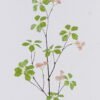 Artificial Flower 18*6*85cm Fruit single stem GS-77525026 2026May 3,000+ sqm showroom with thousands of artificial flowers, plants & trees ready for global sourcing.