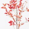 Artificial Flower Nandina single stem GS-14525055_3 Artificial Flower 42*20*123cm Nandina single stem GS-14525055 2026Mar YeahFlower is one of Chinese leading OEM manufacturers and exporters , supplying the silk flowers, wholesale artificial trees