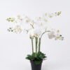 Artificial Flower Orchid in PP pot GS-03325151-R1_8 Artificial Flower 55*55*80cm Orchid in PP pot GS-03325151-R1 2026Mar YeahFlower is one of Chinese leading OEM manufacturers and exporters , supplying the silk flowers, wholesale artificial trees