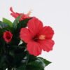 Artificial Flower 29*29*33cm Petunia *5 in PP pot/102 lvs GS-30625020 2026Apr YeahFlower is one of Chinese leading OEM manufacturers and exporters , supplying the silk flowers, wholesale artificial trees