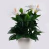 Artificial Flower 29*29*33cm Petunia *5 in PP pot/102 lvs GS-30625020 2026Apr YeahFlower is one of Chinese leading OEM manufacturers and exporters , supplying the silk flowers, wholesale artificial trees