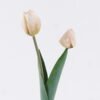 Artificial Flower 10*5*54cm Tulip *2 single stem GS-77525025-W2 2026May 3,000+ sqm showroom with thousands of artificial flowers, plants & trees ready for global sourcing.