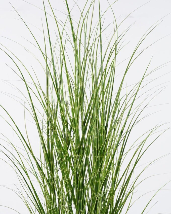 Artificial Grass 70*70*150cm   Grass  in  pp  pot GS-61925045 2026Apr YeahFlower is one of Chinese leading OEM manufacturers and exporters , supplying the silk flowers, wholesale artificial trees