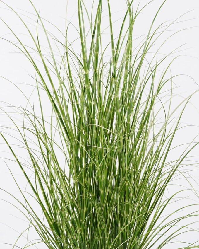 Artificial Grass 65*65*120cm  Grass  in  pp  pot GS-61925046 2026Apr YeahFlower is one of Chinese leading OEM manufacturers and exporters , supplying the silk flowers, wholesale artificial trees