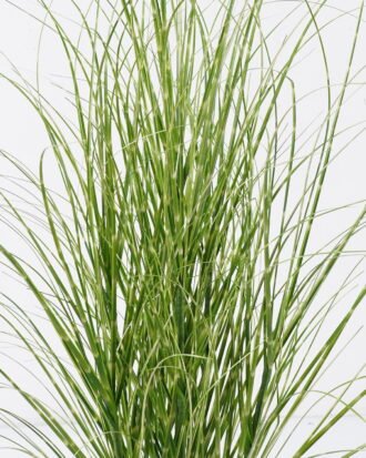 Artificial Grass 65*65*90cm  Grass  in  pp  pot GS-61925047 2026Apr YeahFlower is one of Chinese leading OEM manufacturers and exporters , supplying the silk flowers, wholesale artificial trees