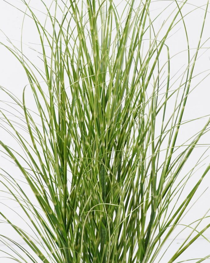 Artificial Grass 65*65*90cm  Grass  in  pp  pot GS-61925047 2026Apr YeahFlower is one of Chinese leading OEM manufacturers and exporters , supplying the silk flowers, wholesale artificial trees