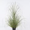 Artificial Grass Grass in pp pot GS-82025001_5 Artificial Grass 75*75*121cm Grass in pp pot GS-82025001 2026May 3,000+ sqm showroom with thousands of artificial flowers, plants & trees ready for global sourcing.
