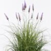 Artificial Grass 65*65*90cm Lavender  *11 in  pp  pot GS-61925055 2026Apr YeahFlower is one of Chinese leading OEM manufacturers and exporters , supplying the silk flowers, wholesale artificial trees