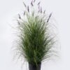 Artificial Grass 85*85*150cm Lavender  *21 in pp pot GS-61925053 2026Apr YeahFlower is one of Chinese leading OEM manufacturers and exporters , supplying the silk flowers, wholesale artificial trees