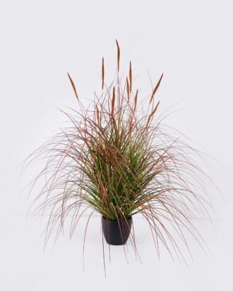 Artificial Grass 75*75*90cm Setaria viridis  *10  in  pp  pot GS-61925052 2026Apr YeahFlower is one of Chinese leading OEM manufacturers and exporters , supplying the silk flowers, wholesale artificial trees