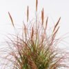 Artificial Grass 75*75*90cm Setaria viridis  *10  in  pp  pot GS-61925052 2026Apr YeahFlower is one of Chinese leading OEM manufacturers and exporters , supplying the silk flowers, wholesale artificial trees