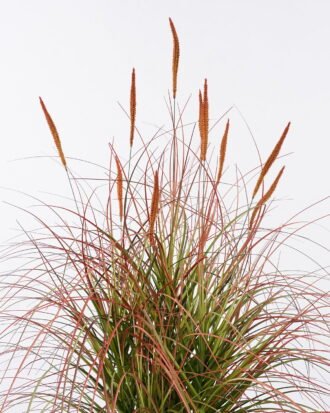 Artificial Grass 75*75*90cm Setaria viridis  *10  in  pp  pot GS-61925052 2026Apr YeahFlower is one of Chinese leading OEM manufacturers and exporters , supplying the silk flowers, wholesale artificial trees