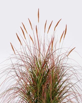 Artificial Grass 80*80*120cm Setaria viridis *15  in  pp  pot GS-61925051 2026Apr YeahFlower is one of Chinese leading OEM manufacturers and exporters , supplying the silk flowers, wholesale artificial trees