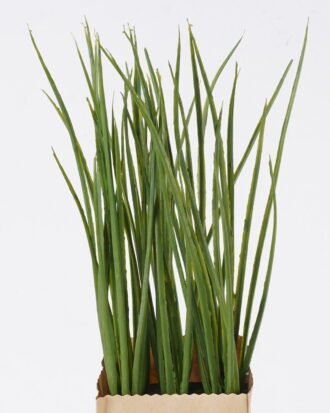 Artificial Plant 24CM grass in paper pot GS-4660067P12 2026Apr YeahFlower is one of Chinese leading OEM manufacturers and exporters , supplying the silk flowers, wholesale artificial trees