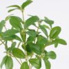 Artificial Plant 24*9*37cm *7 Plum leaves bush GS-67625007 2026Apr YeahFlower is one of Chinese leading OEM manufacturers and exporters , supplying the silk flowers, wholesale artificial trees